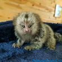 Maimuță marmoset fermecătoare disponibilă pentru adopție